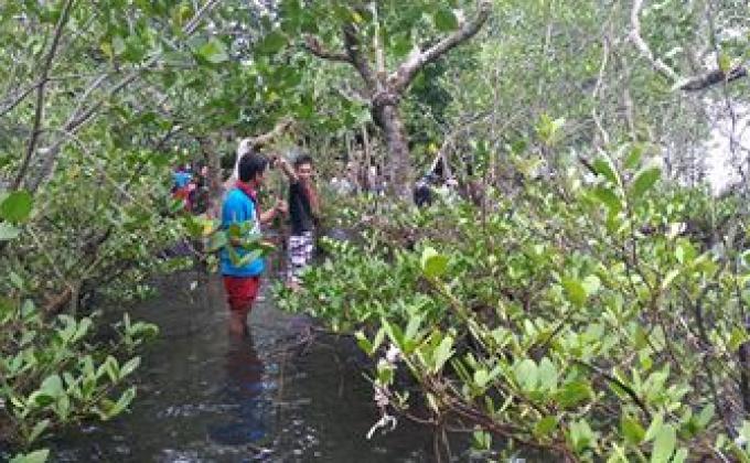 mangrove planting