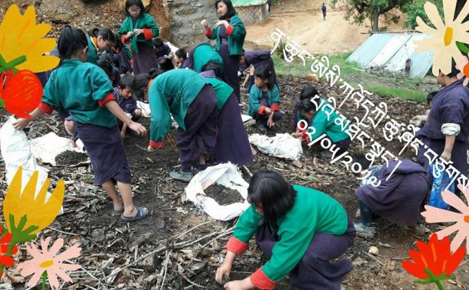 ཤིང་གསར་བཙུགས།