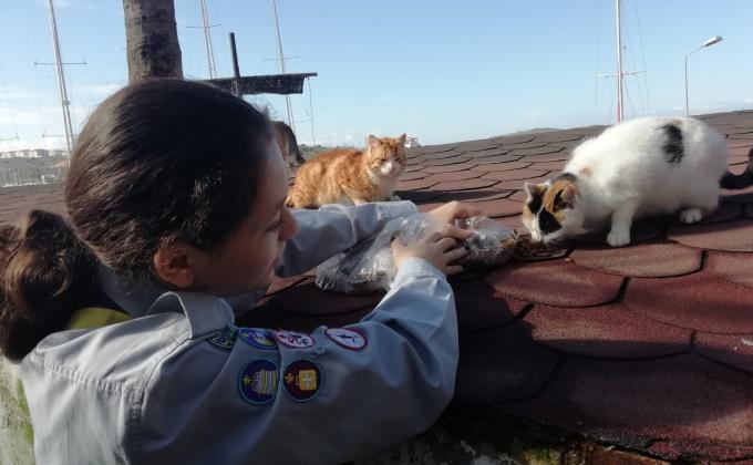 4 km Walk for Animals