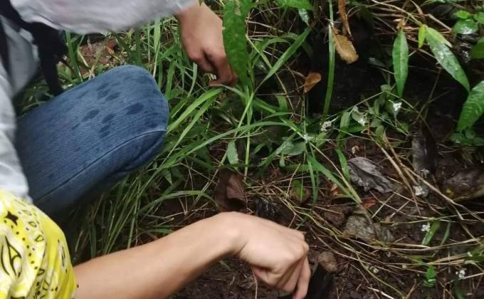 save trees and mother earth