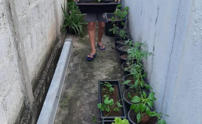 Planting Fruits and Vegetables in Apartment