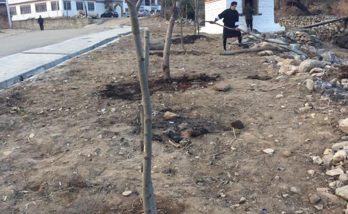 Plantation and preparation of willow tree for national flower exhibition 