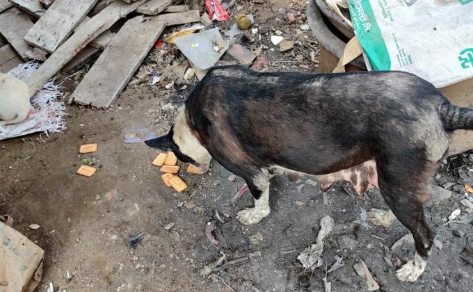 Supporting the voiceless