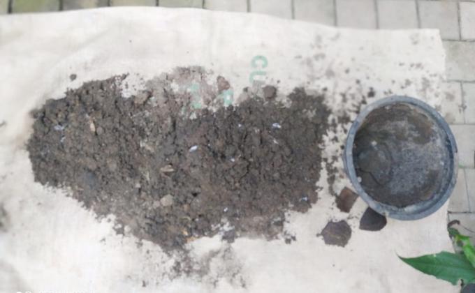 Planting a tree to make the world better