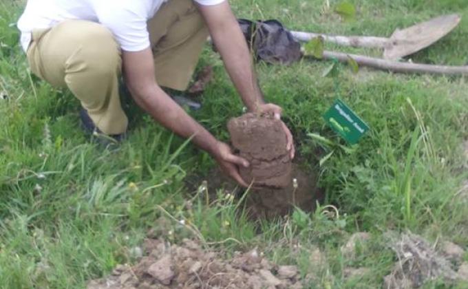 "Tree For Peace "Plantation Drive