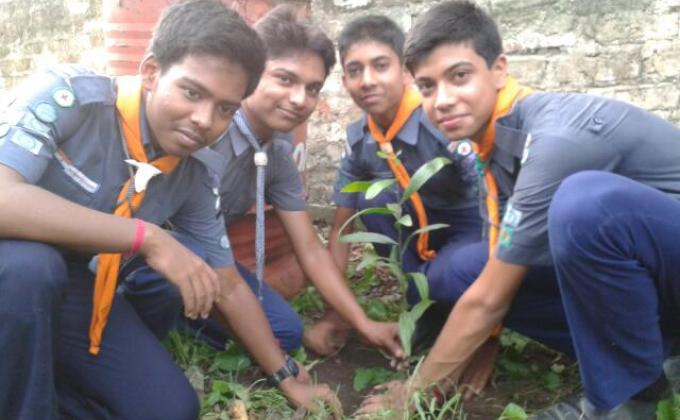 Tree Plantation