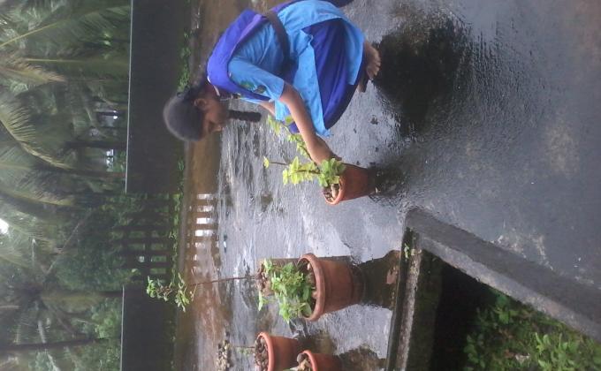 planting 
