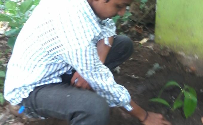 Tree Plantation