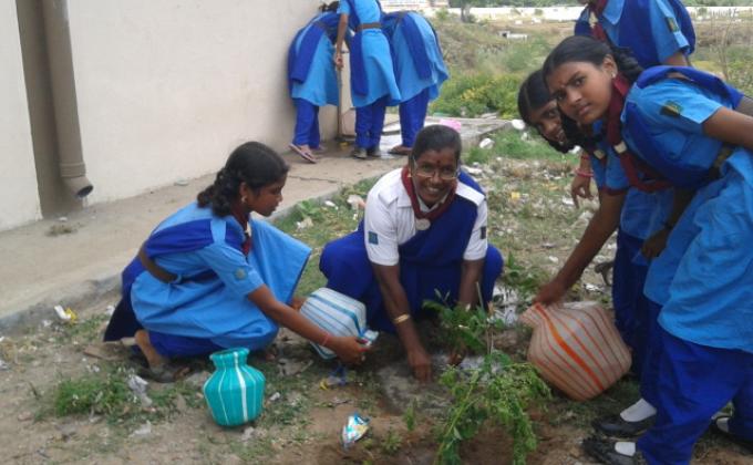 Tree Plantation
