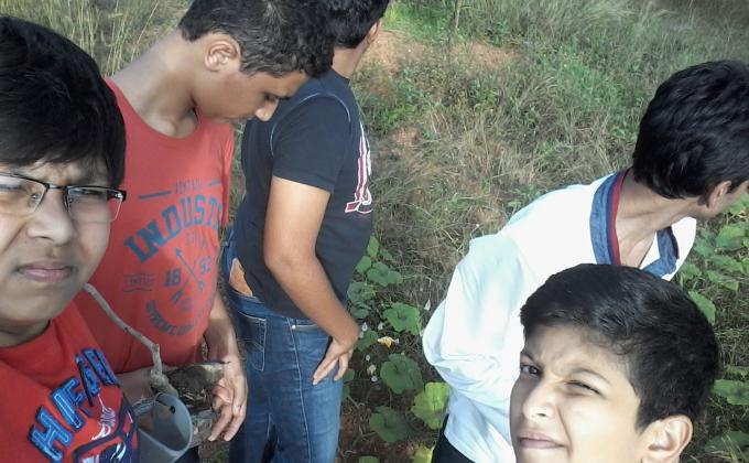 tree plantation 