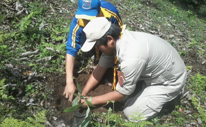 Tree plantation