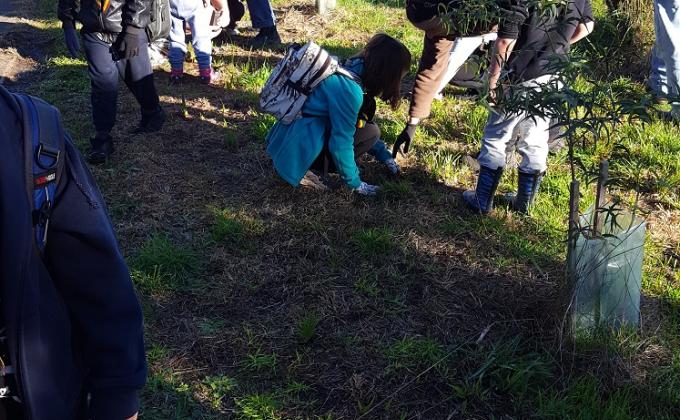 Mornington Peninsula Railway Re-vegetation Project