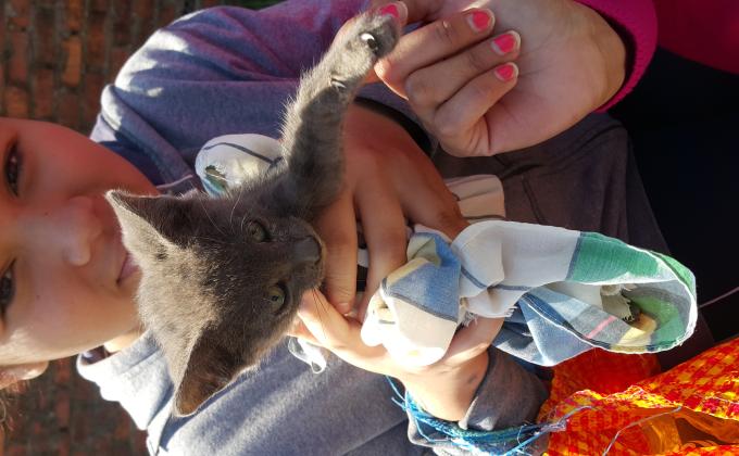 BUSCANDO HOGAR PARA CAT