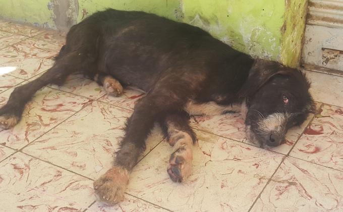 RESCATANDO A BRANDOM