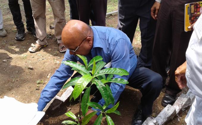 Tree plantation on independence Day