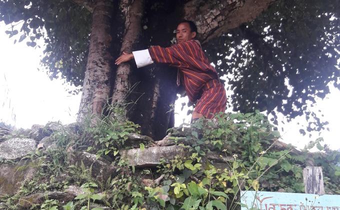 Adoption of Trees