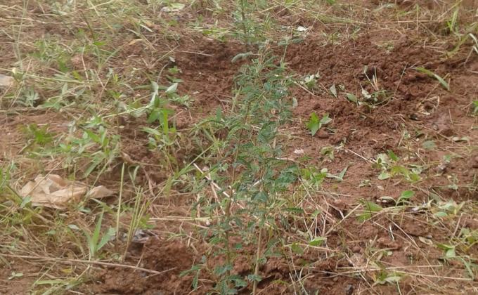 L'ENTRETIEN DES PLANTS SUITE AUX BOISEMENTS 