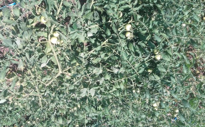 vegetable garden project at drasa primary school