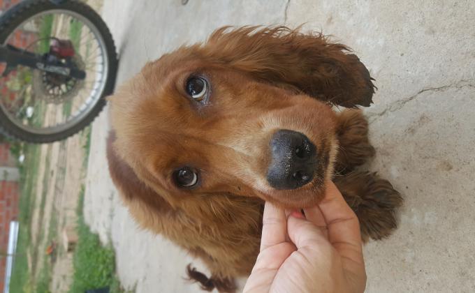 BUSCANDO A LA FAMILIA DE CHOQUITO