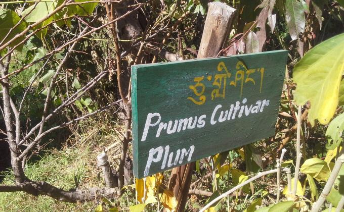 མིང་བྱང་།