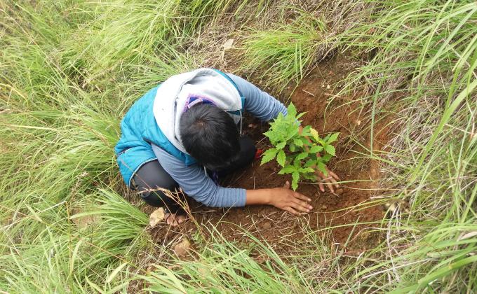 Tree plantation
