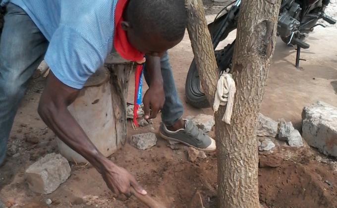 Cinq (05) ans jour pour jour que des graines de Moringa oleifera, Tamarindus indica et Persea americana ont été semées et sont de nos jours devenus des arbres