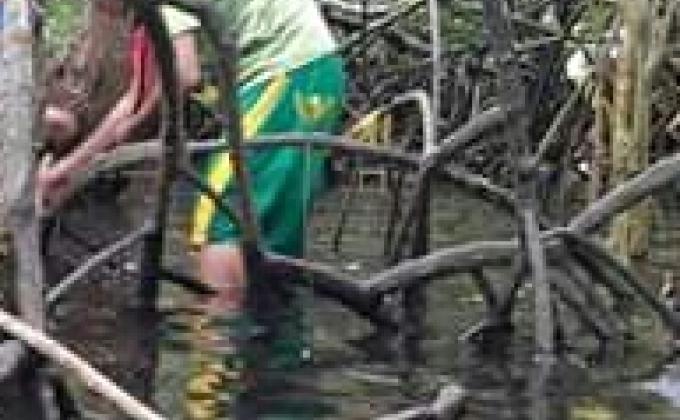 Planting mangrove tree