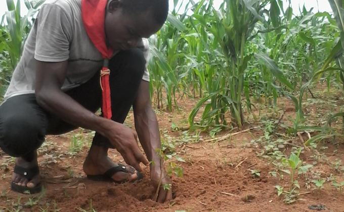 Célébration de la Journée Nationale de l'Arbre au Togo