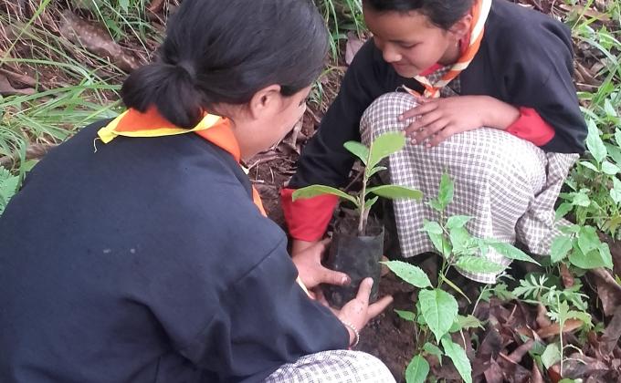 Tree Plantation