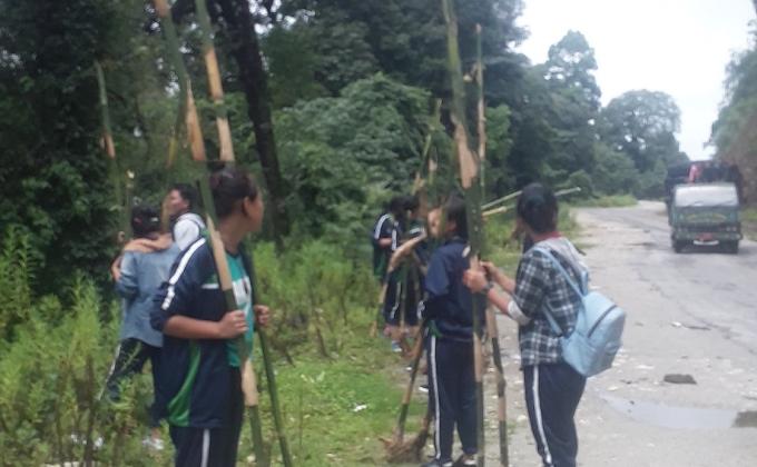 Bamboo plantation