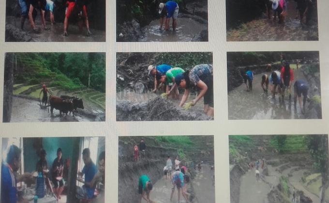 Paddy Plantation (Community Service)