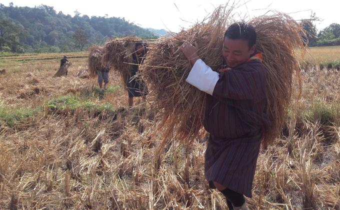 Harvesting Rice