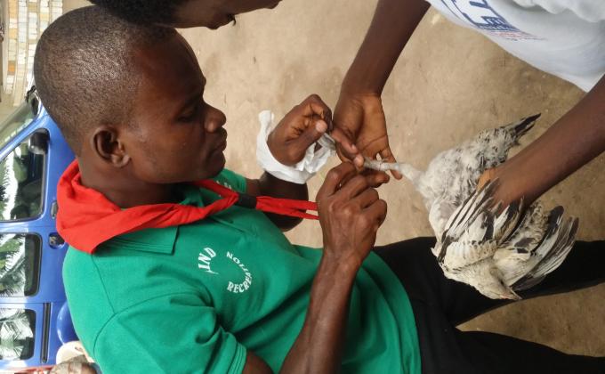  A Togolese Scout and his friends saved a hen from the clutch of a leg - Un Scout togolais et ses amis ont sauvé une poule de l'emputation d'une patte de ses pattes