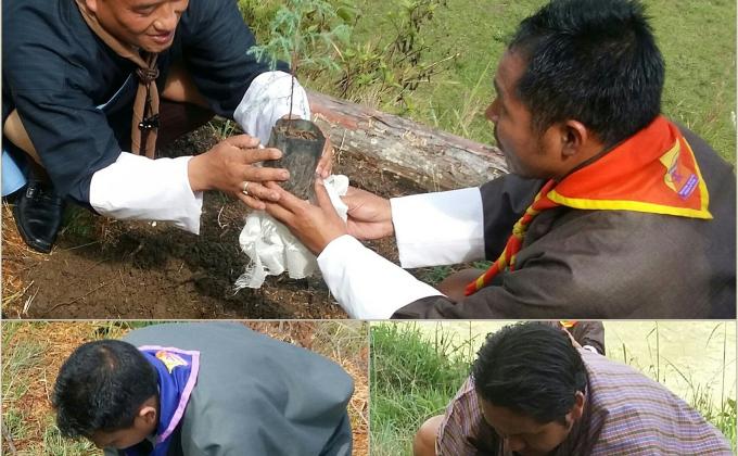 Tree plantation 