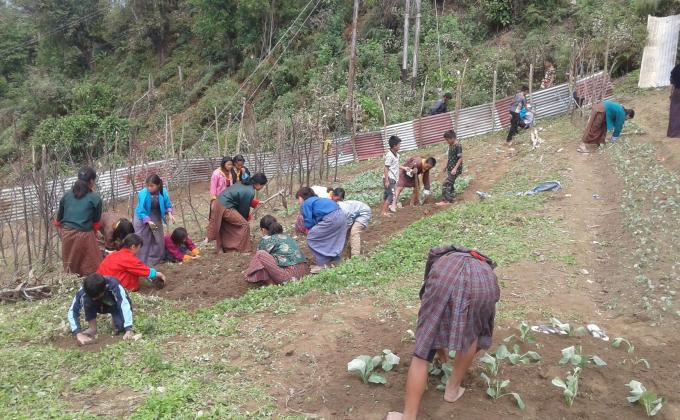 scout vegetable garden