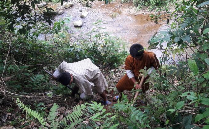 Mass bamboo plantation along pelling stream at Dechheling L.S.S/ Pgatshel