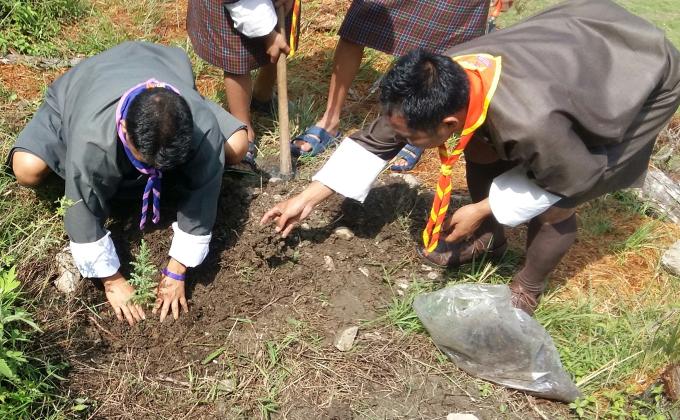 tree plantation