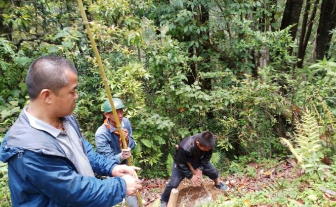 Bamboo plantation 