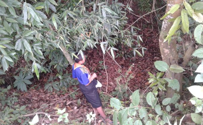 mass bamboo plantation