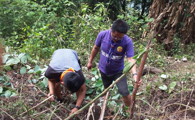 Planted bamboo sapling around school boundary