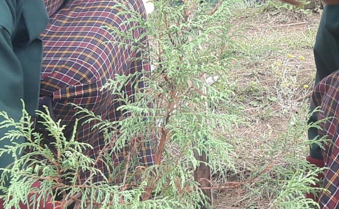 Social Forestry Day celebration 2018