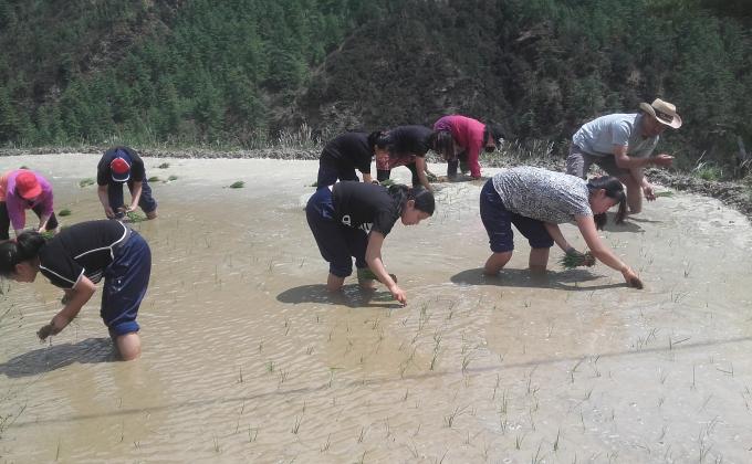 Community paddy cultivation
