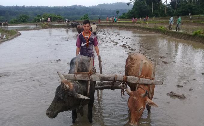 Helping villagers in paddy plantation 