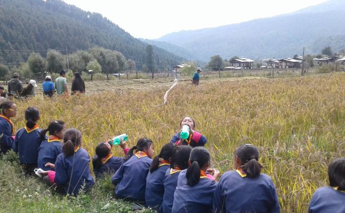 little helping hands of KPS in Paddy field
