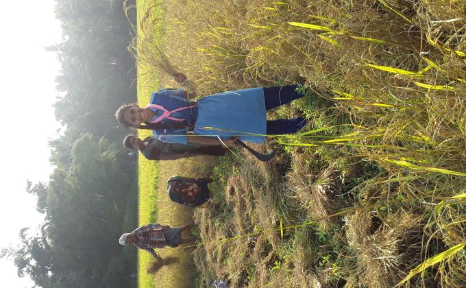 Working on the fields with farmers...from 24 th June 2018 to 22nd Oct 2018...Parika, Udupi, Karnataka, India.