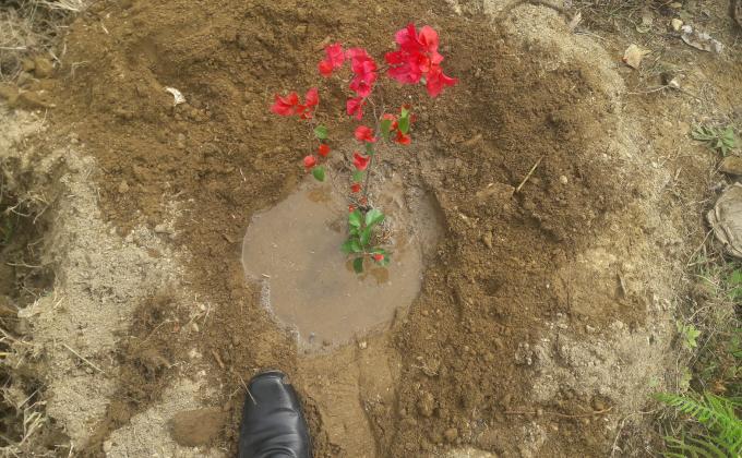 21st scout day plantation