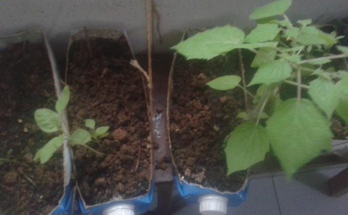 Fertilizing lives