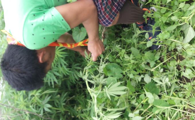 Marijuana Uprooting