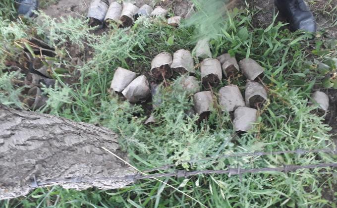 plant trees for carbon sink