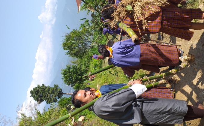 Bamboo plantation